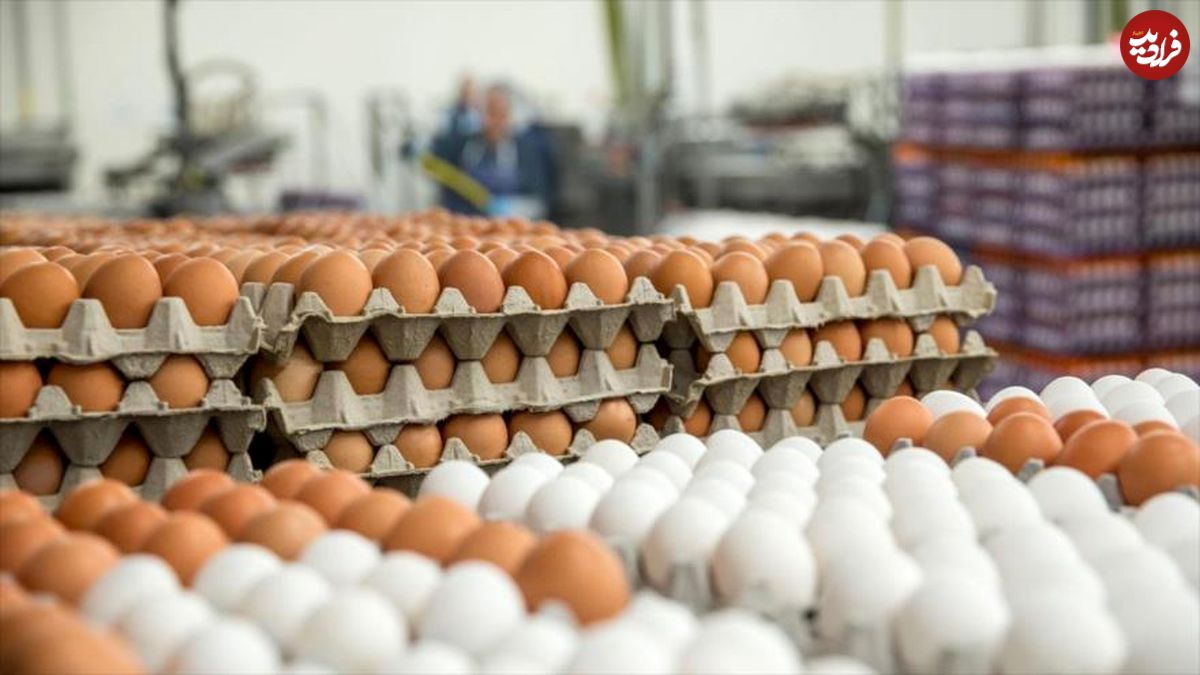 قیمت تخم مرغ در بازار رکورد زد