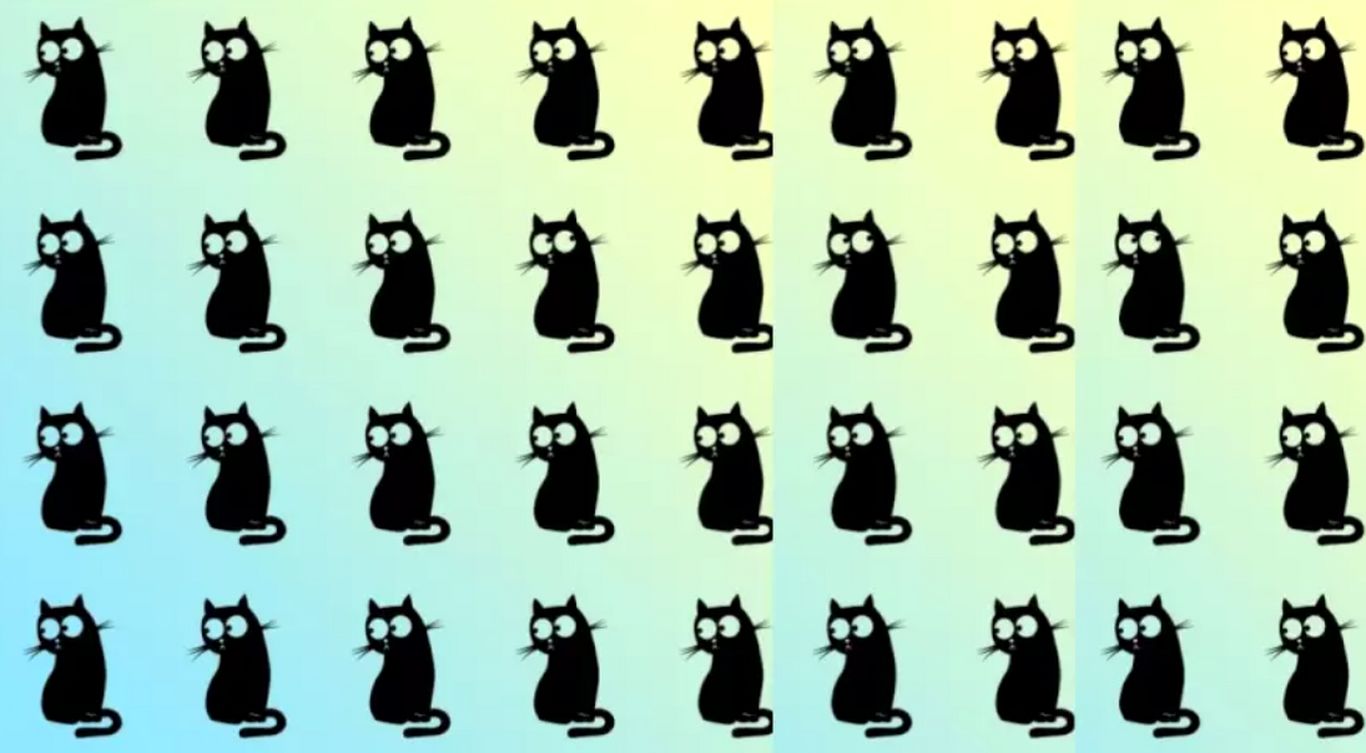 معما و بازی فکری: آیا می‌توانید در عرض ۱۰ ثانیه گربه متفاوت را پیدا کنید؟