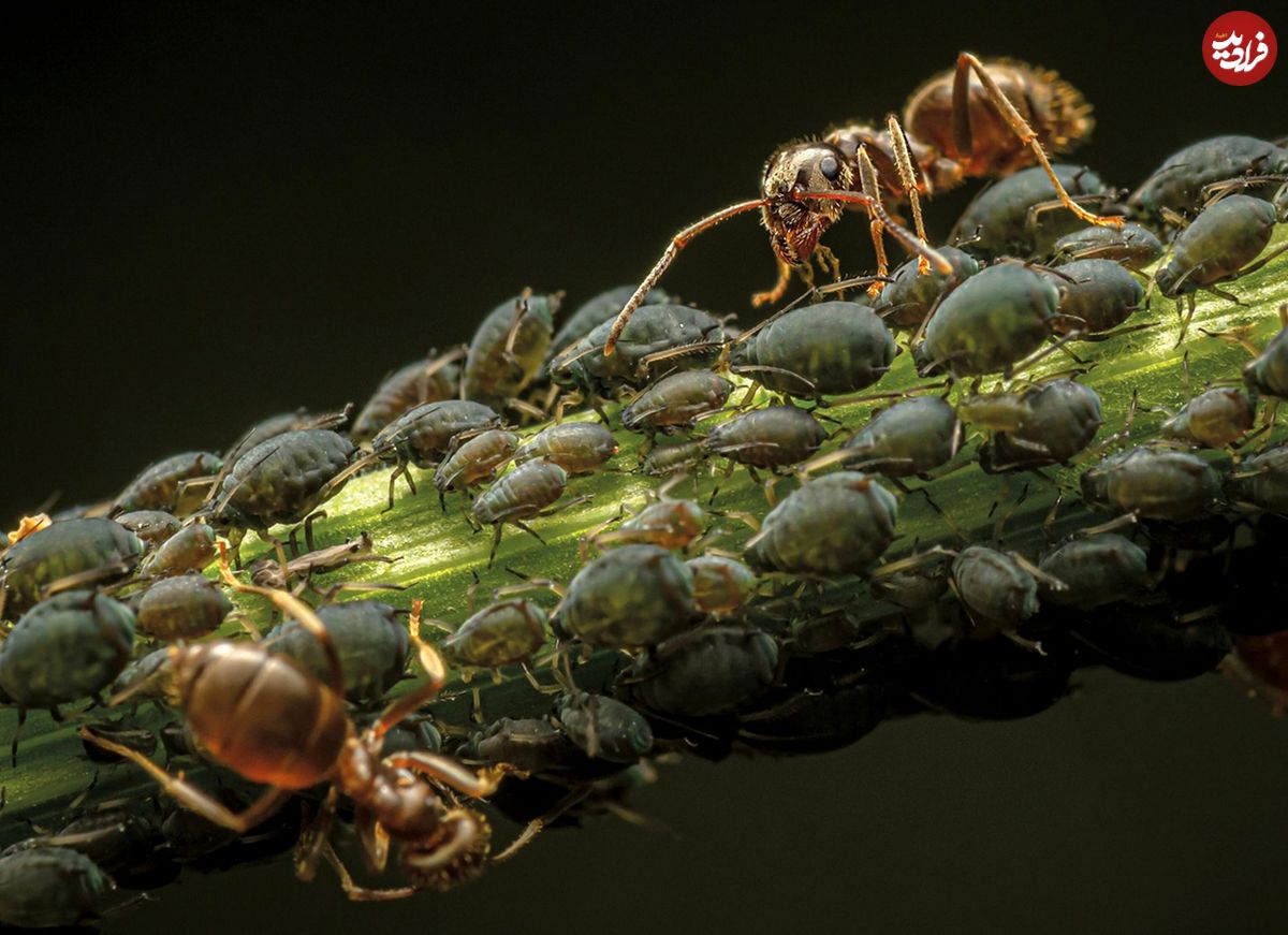 عکس‌هایی خارق‌العاده و هیولاوار از مورچه‌ها!