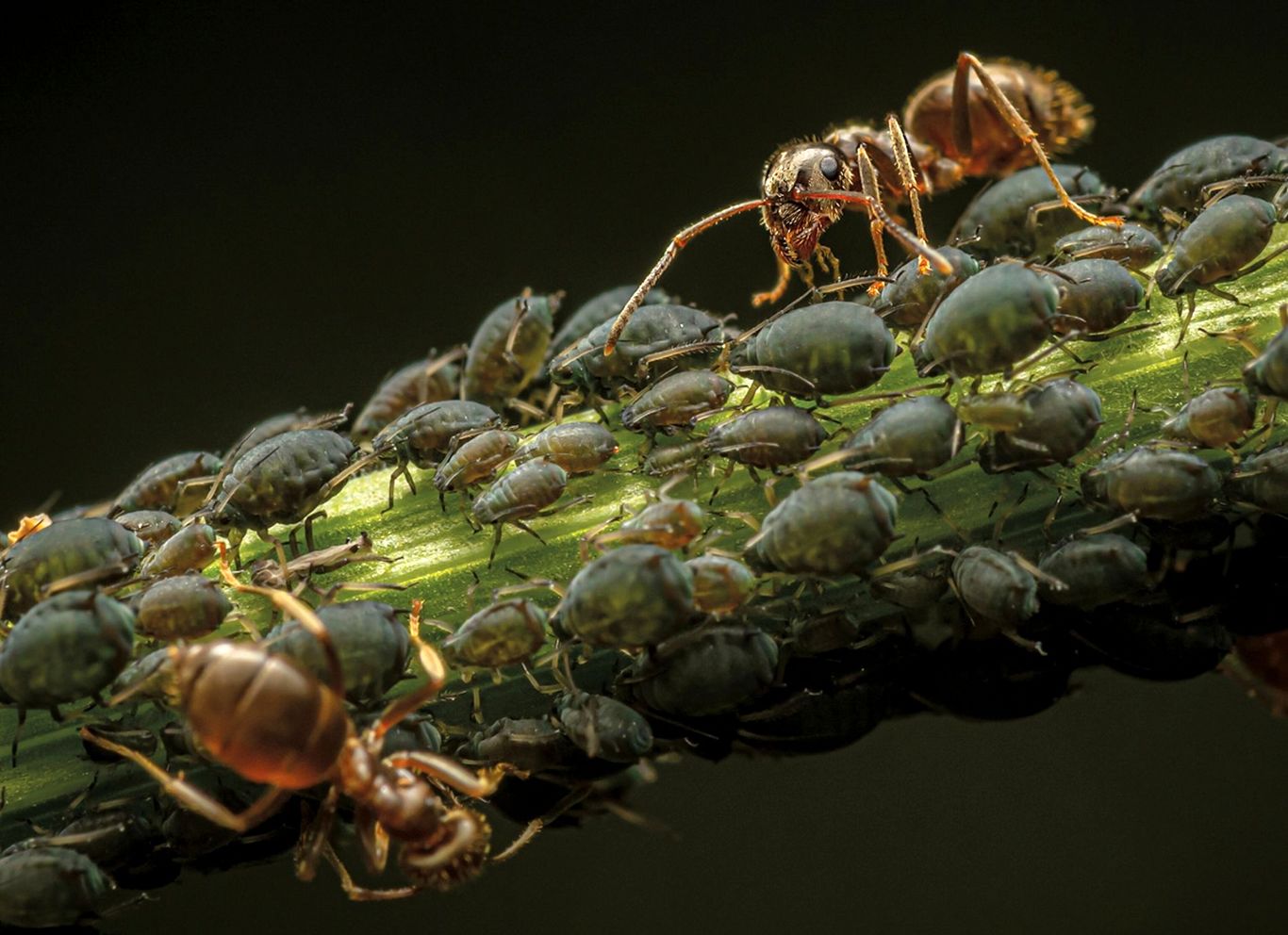 عکس‌هایی خارق‌العاده و هیولاوار از مورچه‌ها!