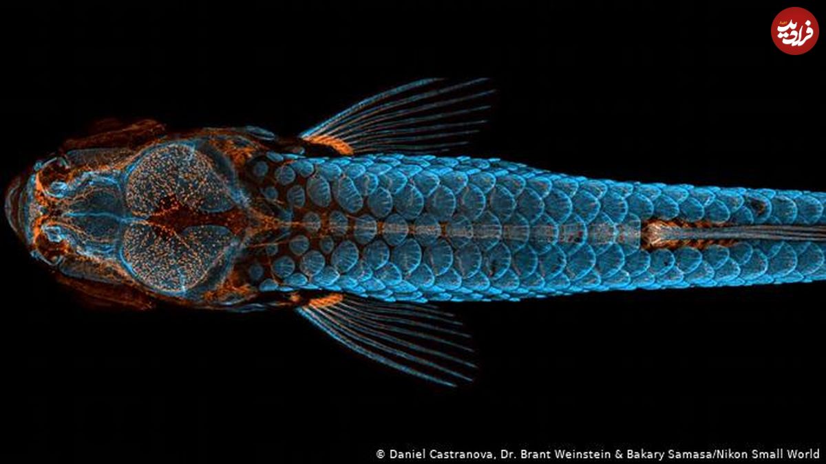 تصاویر/ دنیای شگفت‌انگیز میکروسکوپی