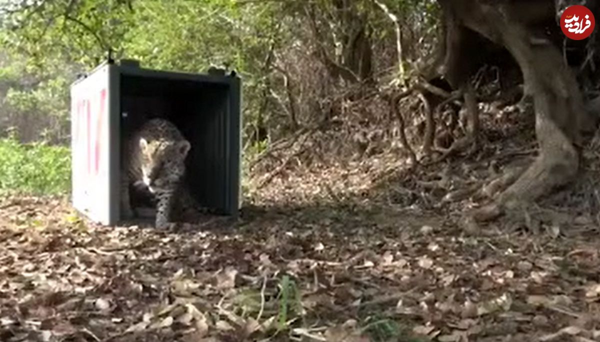 (ویدئو) واکنش شگفت انگیز حیوانات پس از آزادی از قفس