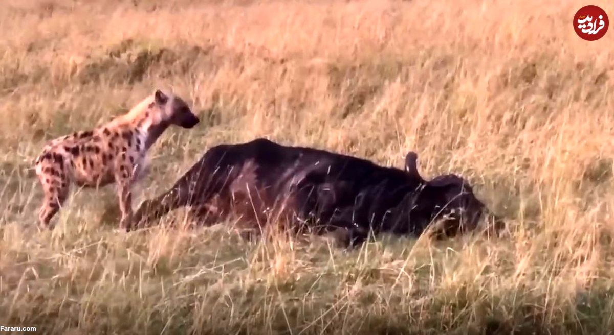 (ویدئو) کفتار فرصت طلب در حال خوردن یک گاومیش خوابیده!