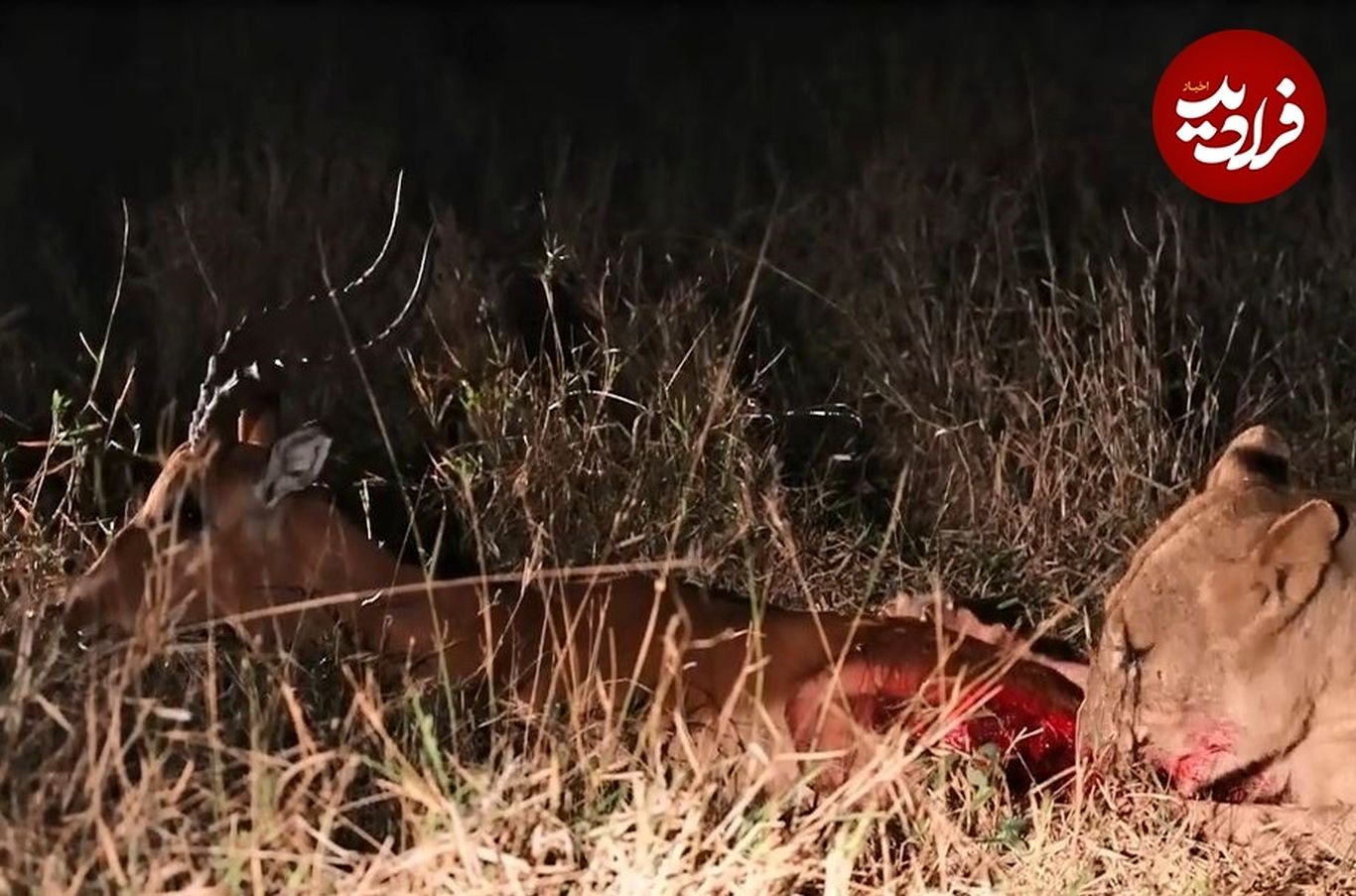 (ویدئو) زنده خوری تکان دهنده ایمپالا توسط شیر