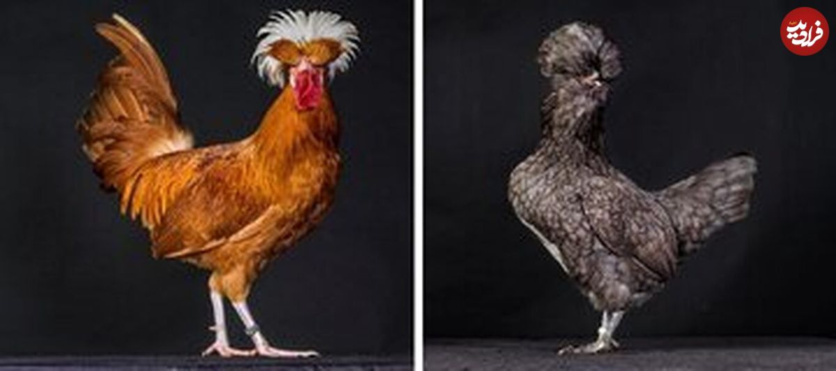 نگاهی متفاوت به عجیب‌ترین مرغ و خروس‌های دنیا
