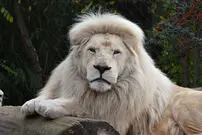 (ویدئو)حیوان خانگی این مرد عرب سوژه شد