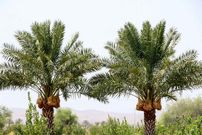 این درخت مانند انسان عاشق می‌شود