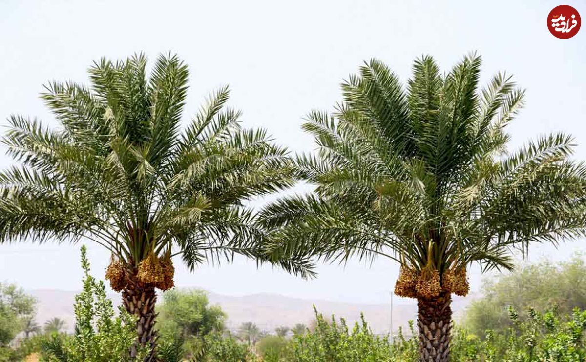 این درخت مانند انسان عاشق میشود