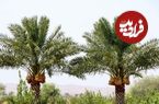 این درخت مانند انسان عاشق می‌شود