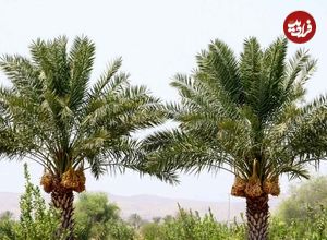 این درخت مانند انسان عاشق می‌شود