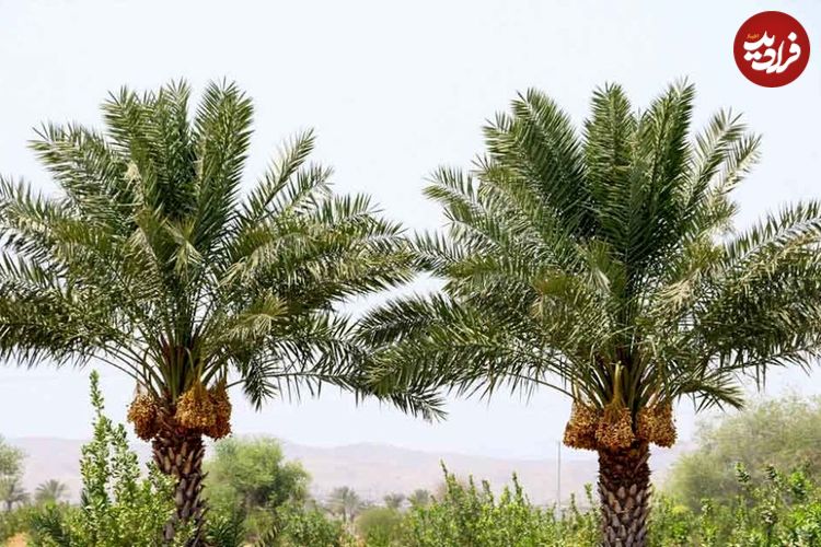 این درخت مانند انسان عاشق می‌شود