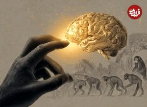 رابطه اندازه مغز و طول انگشت شست؛ کلید پنهان هوش ما در تاریخ تکامل!