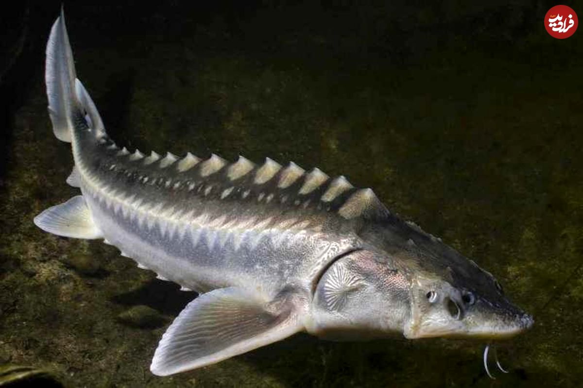 ماهی خاویار ایرانی، کیلویی ۱۶ میلیون تومان