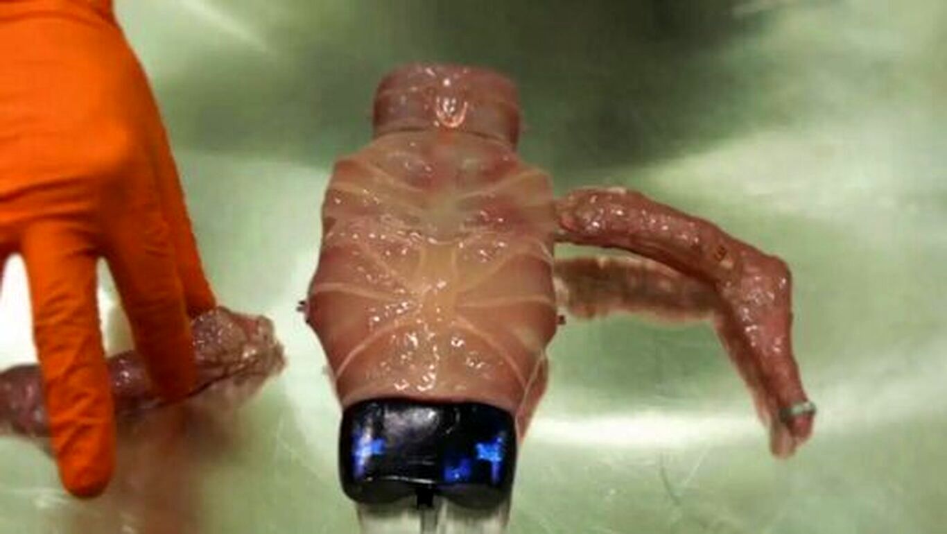 (عکس) این موجود زنده عجیب و غریب از بدن یک زیست‌شناس خلق شد!