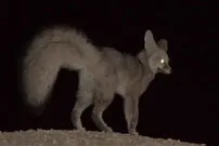 عکس/ شناسایی شاه‌روباه در جنوب ایران