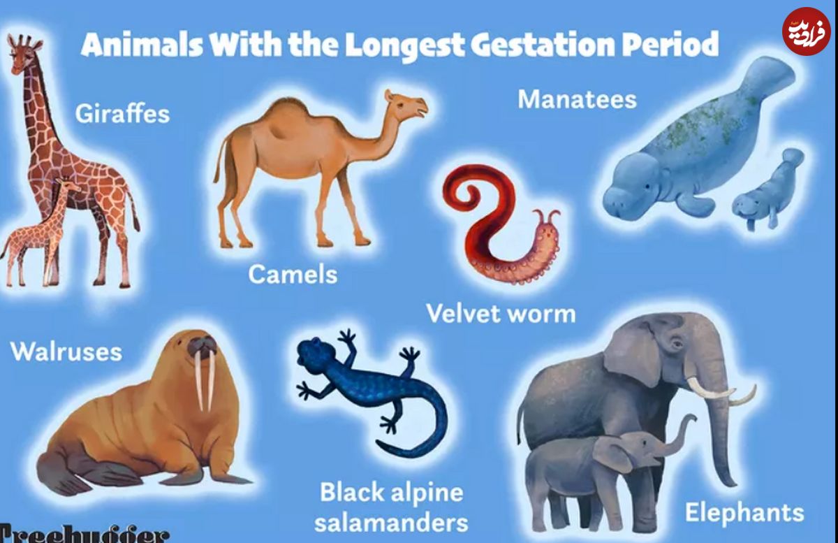 این حیوانات شگفت انگیز طولانی‌ترین دوره بارداری را دارند!