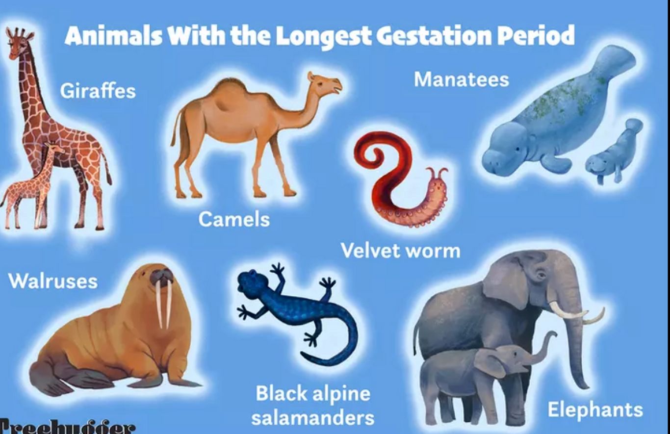 این حیوانات شگفت انگیز طولانی‌ترین دوره بارداری را دارند!