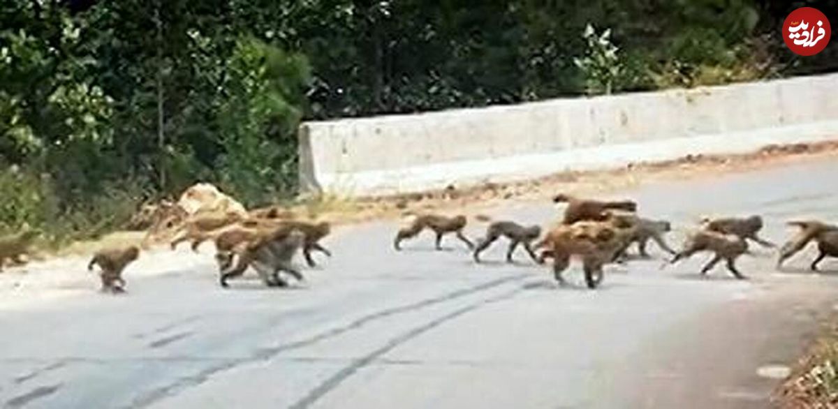(ویدئو) عبور دسته بزرگ میمون‌ها از وسط جاده‌ای در چین ترافیک درست کرد