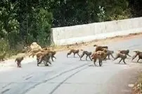 (ویدئو) عبور دسته بزرگ میمون‌ها از وسط جاده‌ای در چین ترافیک درست کرد
