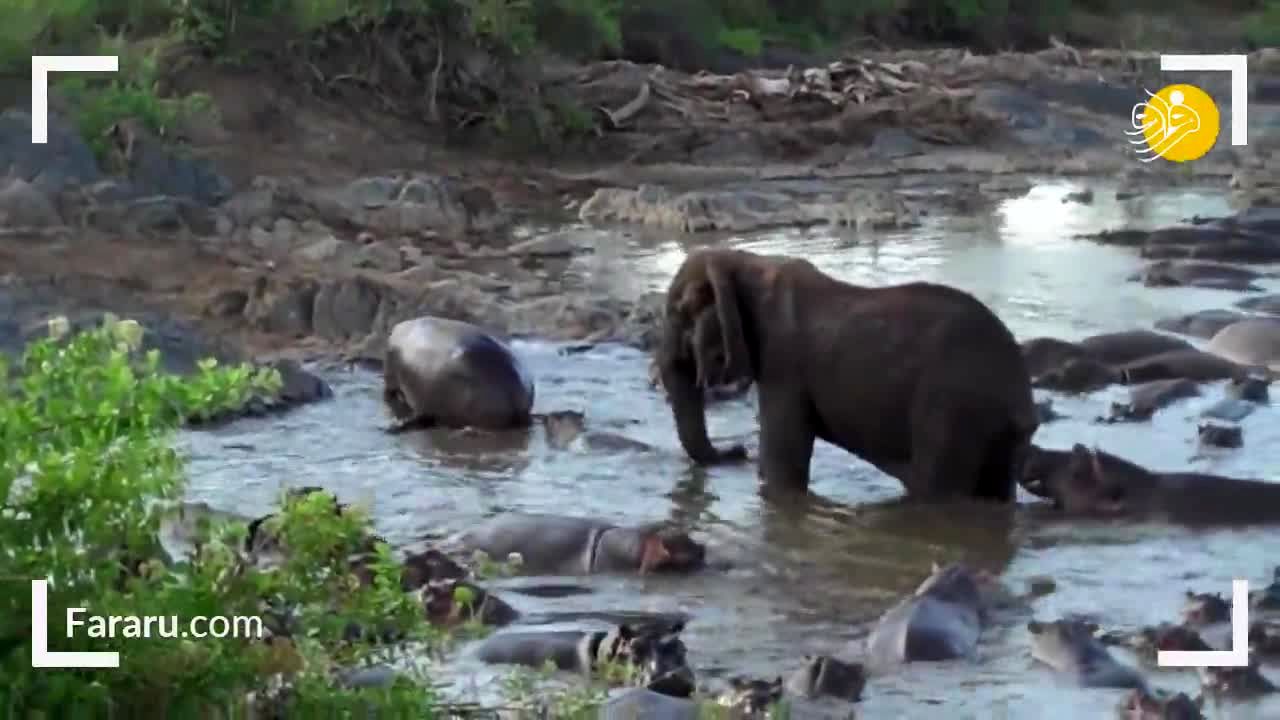 ویدئو/ وقتی که اسب آبی می‌خواهد فیل را بخورد!