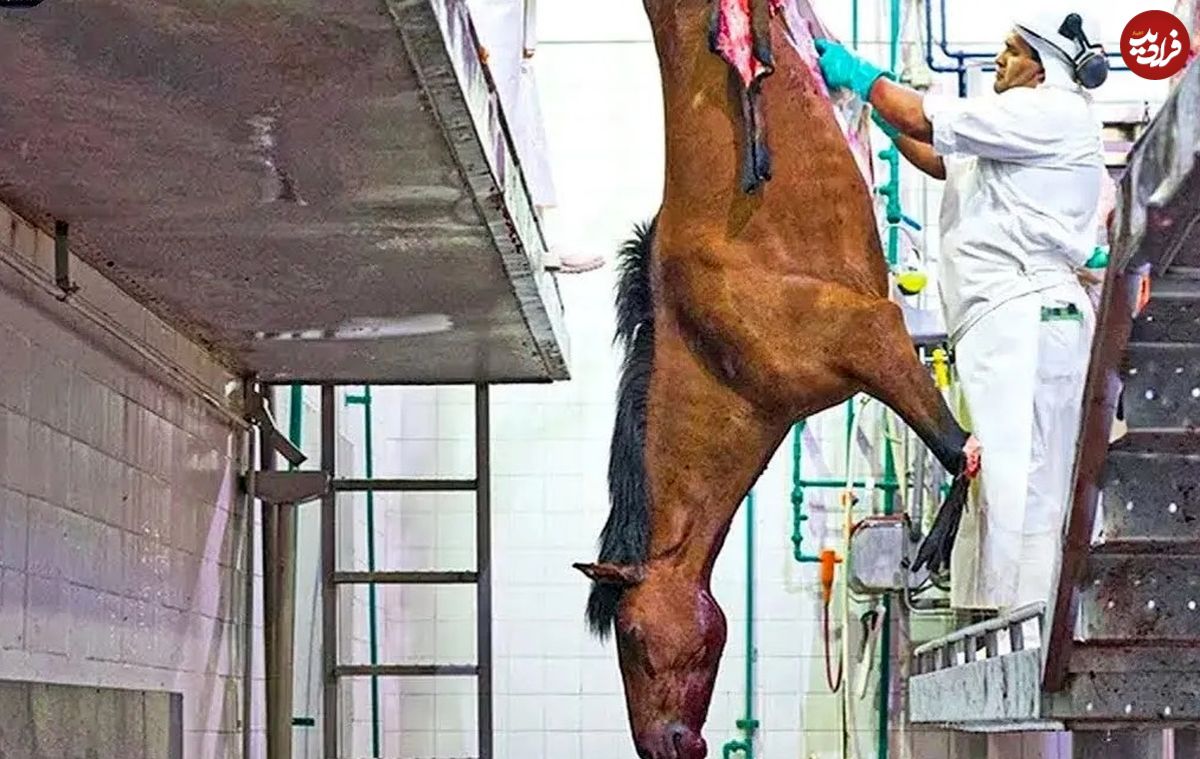(ویدئو) نمایی نزدیک از مزرعه پرورش، ذبح، و بسته بندی گوشت میلیون ها اسب در مکزیک 