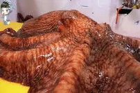 (ویدئو) مهارت درخشان آشپز کره ای در برش زدن یک اختاپوس غول پیکر