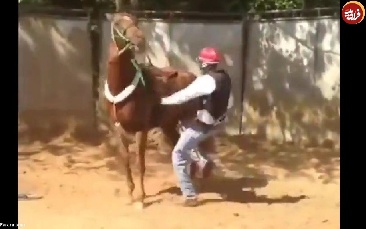 (ویدئو) اسب لگد خورده از سوارکار بلافاصله تلافی کرد!