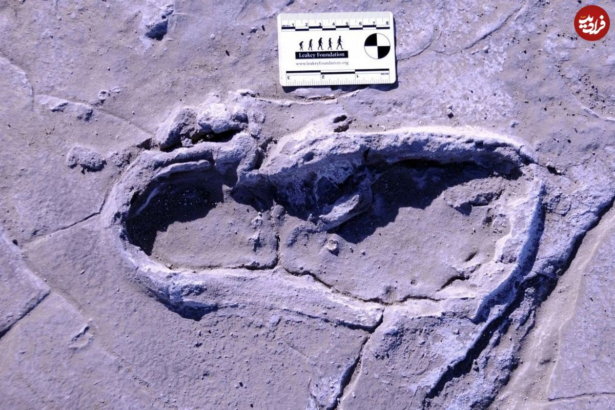 ۷ کشف پربیننده باستانی ۷ روز گذشته؛ غول ۱۲۵ هزار ساله پیدا شد!