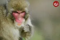 (ویدئو) مواجهه بامزه و باورنکردنی میمون با آبنبات چوبی
