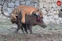 (ویدئو) گراز حواس پرت به یک قدمی ببر خوش‌شانس رسید و شکار شد!