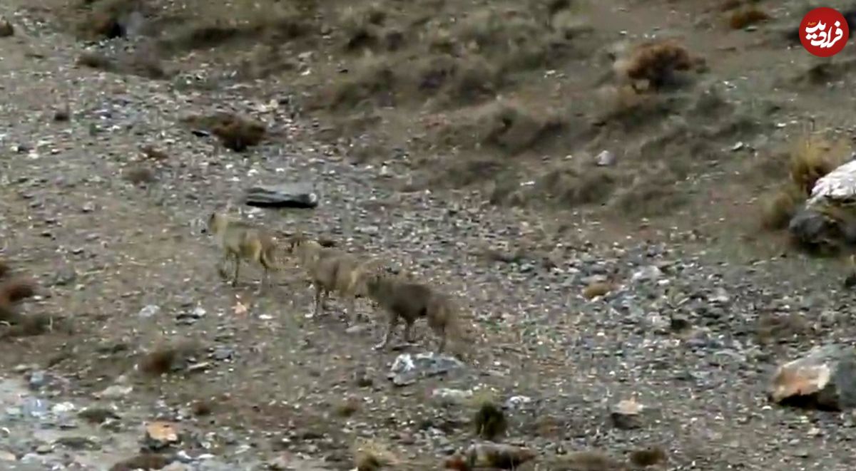 (ویدئو) نمایی دیدنی از گله گرگ‌های خاکستری در پارک ملی تنگ صیاد