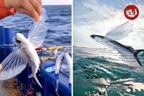 ببینید| این ماهی برای فرار از دست شکارچیان پرواز می کند!