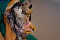 از جشن سنت‌پاتریک تا خانواده ترامپ در کاخ‌سفید