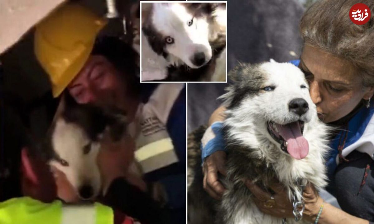 (ویدئو) معجزه نجات یک سگ هاسکی بعد از ۲۳ روز از زیر آوار زلزله ویرانگر ترکیه