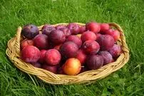 آشنایی با توصیه‌هایی برای خوردن آلو