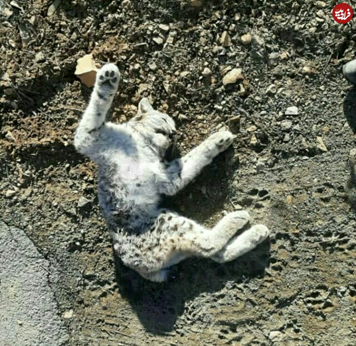 تصاویر/ تلف شدن یک گونه نادر گربه‌سانان در البرز