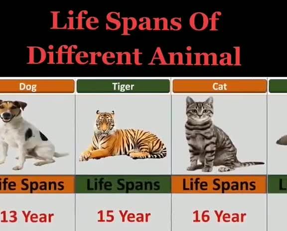 (ویدئو) میانگین طول عمر موجودات مختلف در این کره خاکی