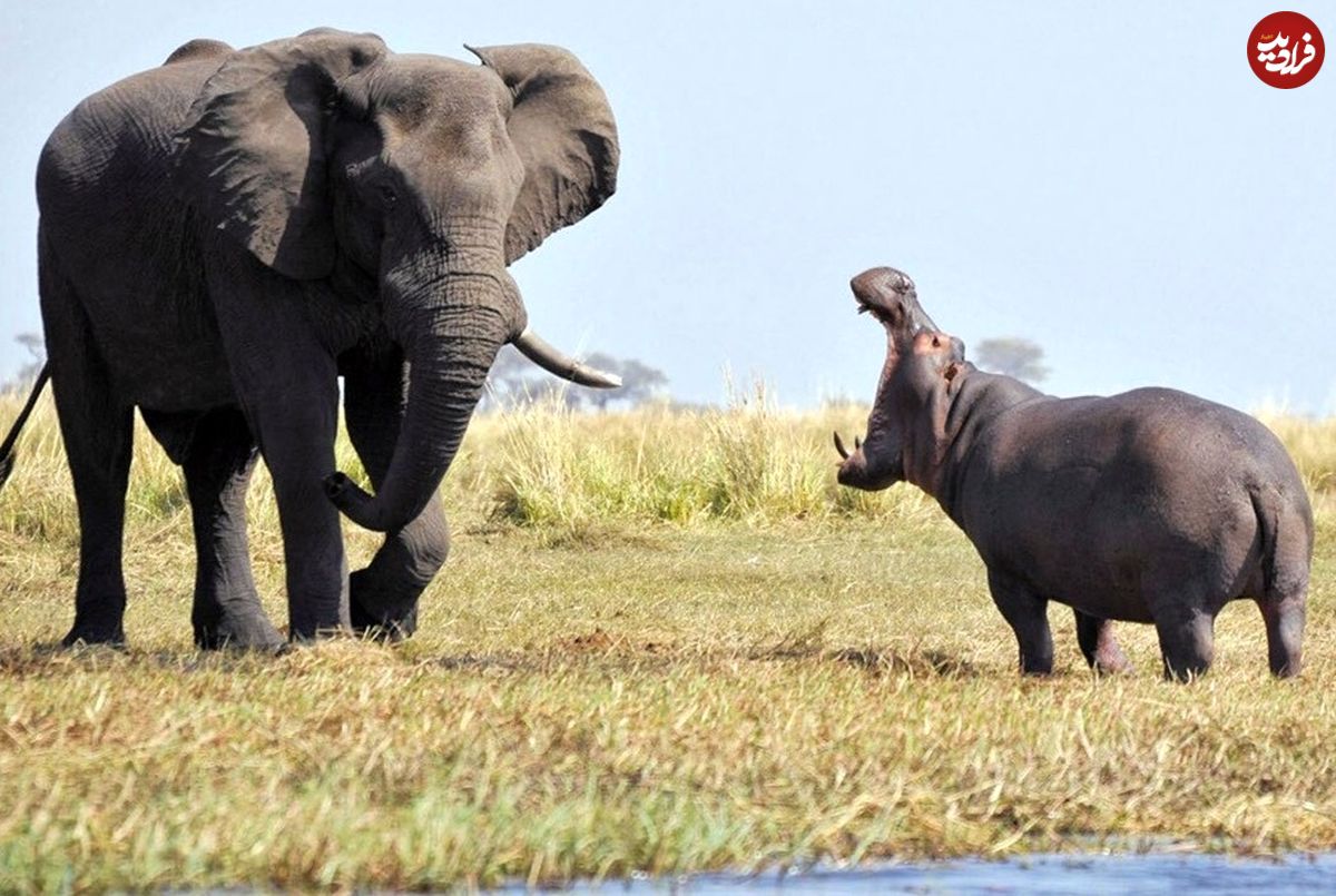 (ویدئو) تلاش احمقانه اسب آبی برای خوردن فیل غول پیکر!