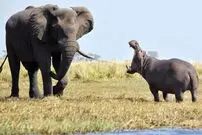 (ویدئو) تلاش احمقانه اسب آبی برای خوردن فیل غول پیکر!