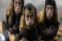 میمون‌ها چه چیزی می‌توانند درباره پول به ما یاد دهند؟!