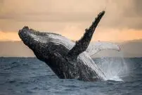 ۱۰ مستند برتر تاریخ در مورد حیات وحش و طبیعت؛ از The Blue Planet تا Our Planet
