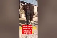 (ویدئو) این بزرگترین گاو ازبکستان است؛ یک گاو با 1.82 متر قد و 1.4 تن وزن