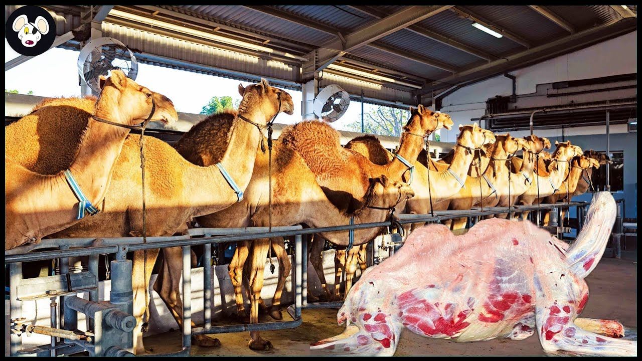 (ویدئو) فرآیند پرورش شتر در مزرعه و بسته بندی گوشت شتر در کارخانه