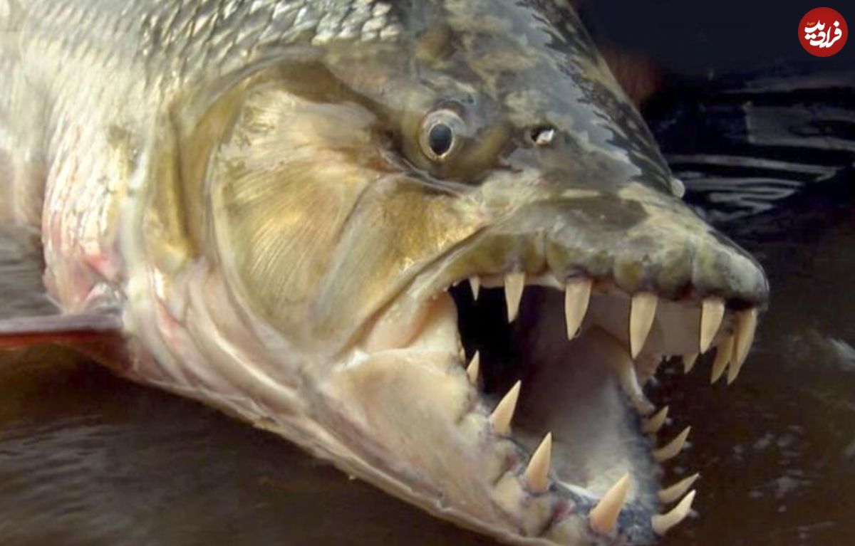 (ویدئو) با وحشتناک ترین ماهی رودخانه ای جهان آشنا شوید
