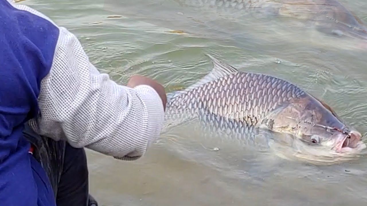 (ویدئو) مهارت ماهیگیر خوش شانس هندی در صید ماهی 20 کیلوگرمی با قلاب!