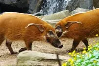 چهرۀ متفاوت و عجیب کوچک‌ترین گراز دنیا!
