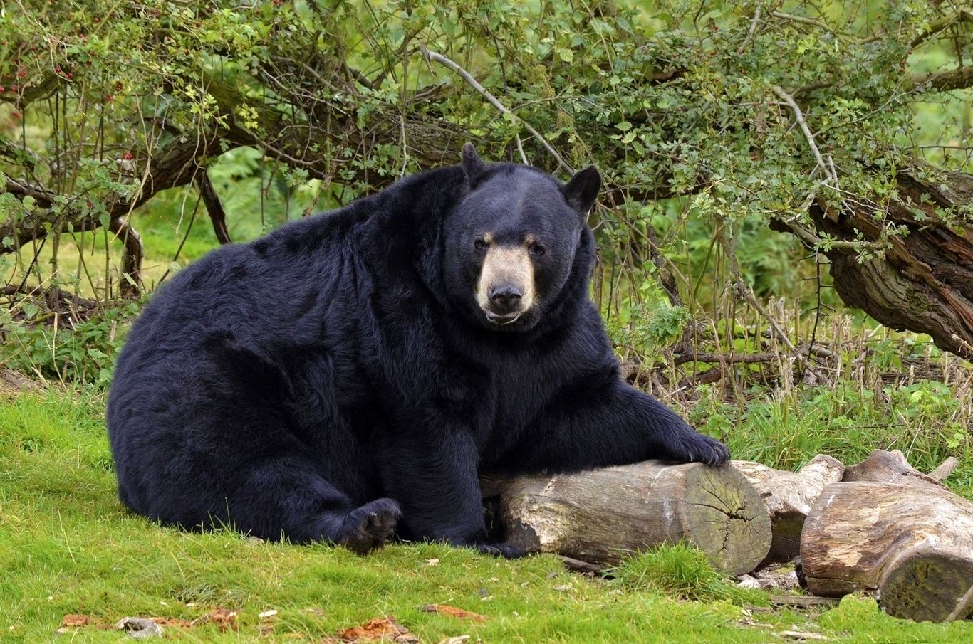 (ویدئو) با سنگین ترین خرس‌های دنیا آشنا شوید