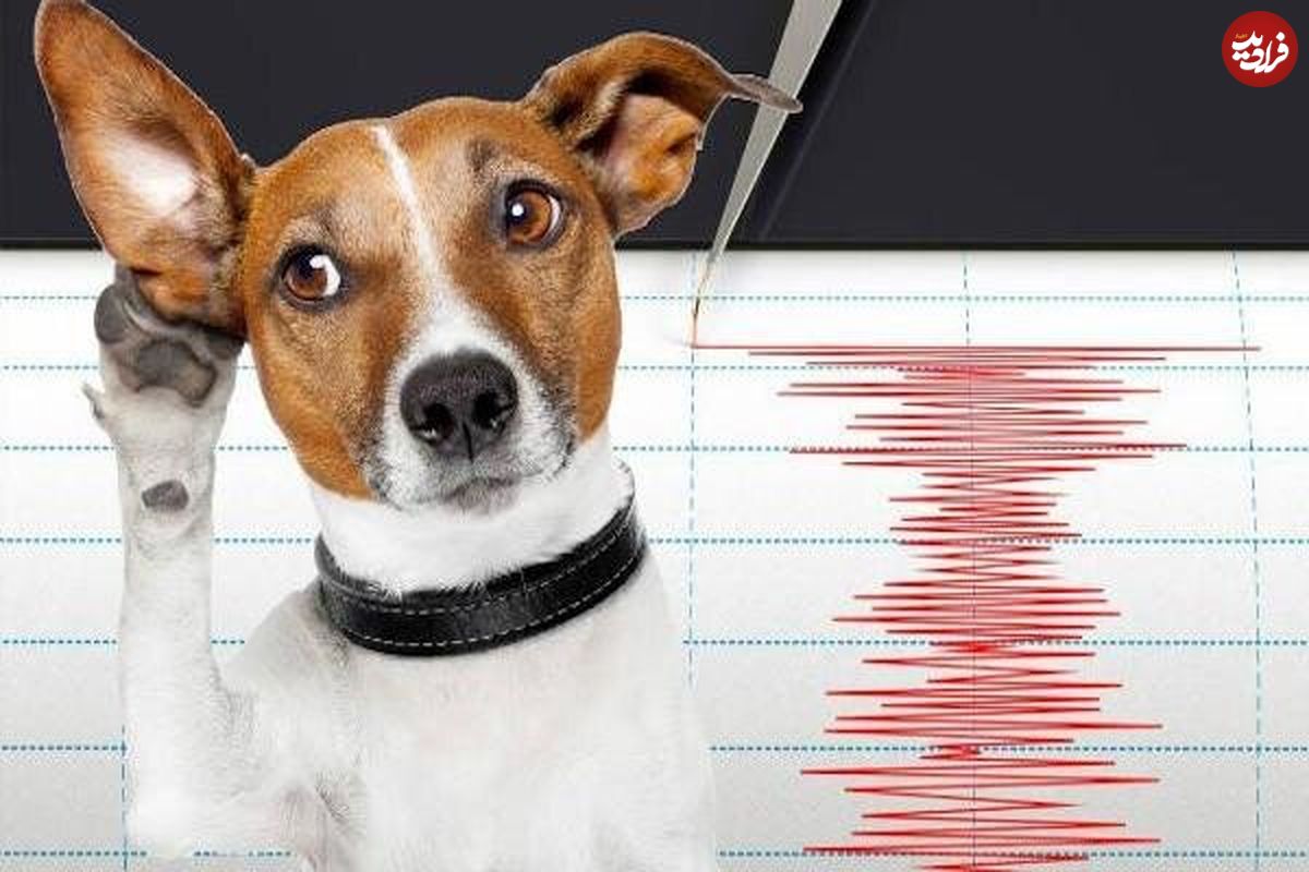 واقعا حیوانات قبل از انسان زلزله را تشخیص می‌دهند؟