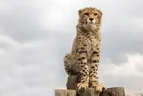 افشای سند بیماری پیروز؛ تجویز آنتی بیوتیک اشتباه!