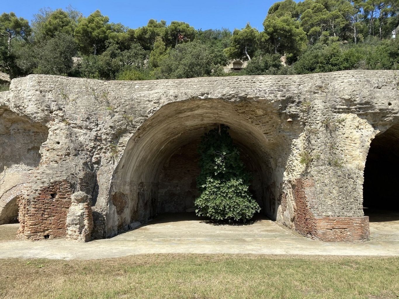 رشد عجیب یک درخت از سقف ویلای امپراطور روم!